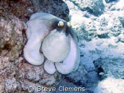 Caribbean Reef Octopus. Ran this through a filter in phot... by Steve Clemens 